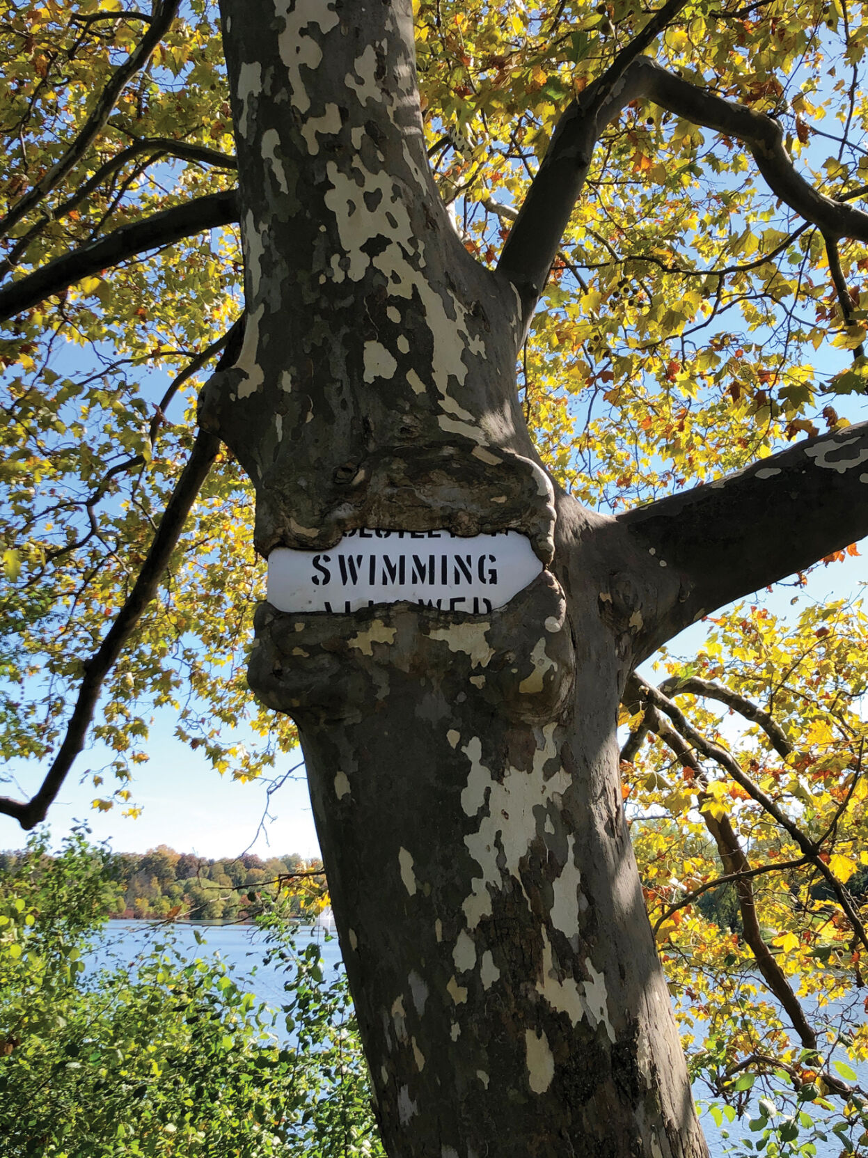 Hoyt Lake tree with sign